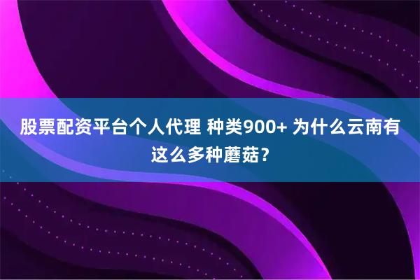 股票配资平台个人代理 种类900+ 为什么云南有这么多种蘑菇？